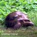 MUNDO: A tartaruga mais velha do mundo afinal é gay